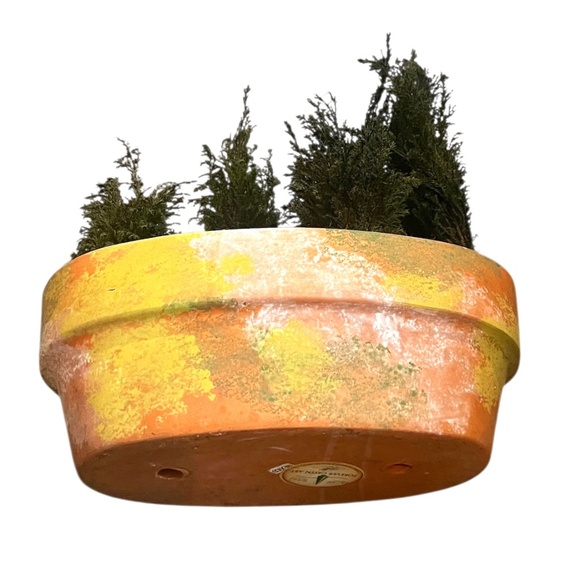 FOREVER GREEN ART Potted Quartet Mini Cypress Tree In‎ Oval Terra Cotta Planter - Picture 5 of 12